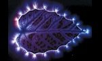 Ультрафиолетовое излучение в фотобиологии: методы и средства облучательной техники